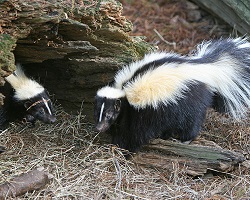 Striped skunk