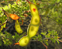 Catclaw acacia fruit