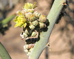 Crucifixion thorn flower