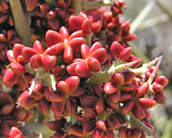 Crucifixion thorn fruit