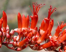 Ocotillo flower