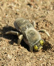 A male bee searches for an emerging female.