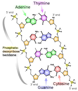 Illustration showing molecular structure of base pairs