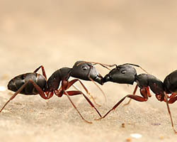 Carpenter ants