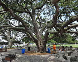 La sombra de un árbol es un servicio ecosistémico