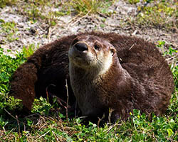 River otter