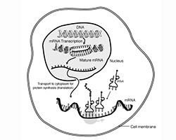 Transcription and translation