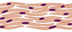 Muscle cells