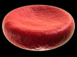 Red blood cell