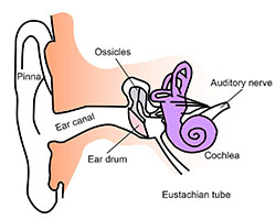 Ear anatomy