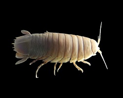 Giant isopod