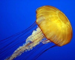 Jellyfish