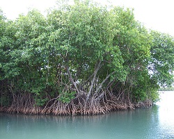 mangrove forest