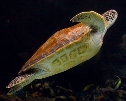 sea turtle