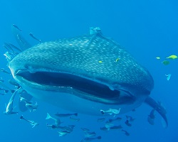 Whale shark