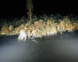 Underwater brine pool near a vent