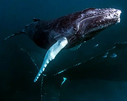 Humpback whale