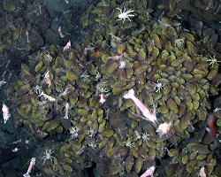 Life at a hydrothermal vent