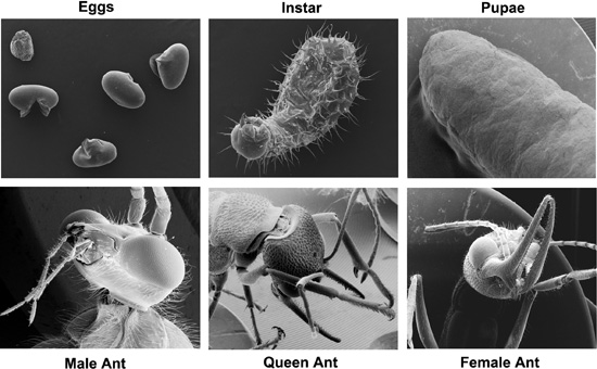 ant metamorphosis