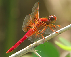 Dragonfly adult