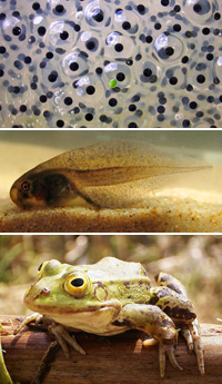 frog metamorphosis