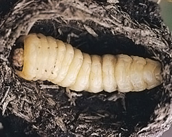 beetle larva