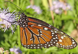 Monarch butterfly drinking nectar