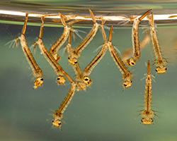 Culex mosquito larvae in water