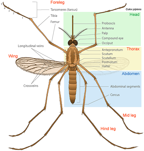 Anatomy of a Mosquito | Ask A Biologist