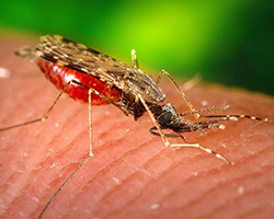 A mosquito drinking blood from a human's finger