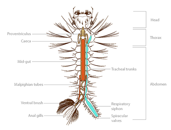 Anatomy of a Mosquito | Ask A Biologist