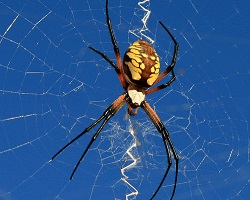 Argiope aurantia