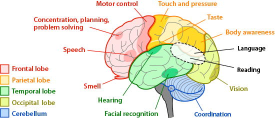 brain regions and functions