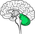 cerebellum