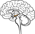 hypothalamus