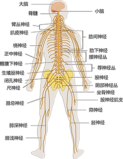 nervous system