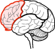 Frontal Lobe