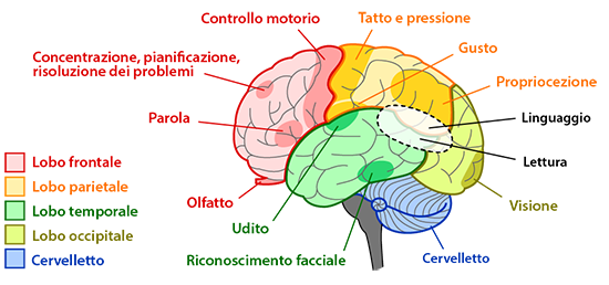 brain regions and functions