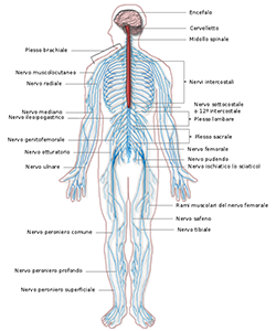 systema nervoso