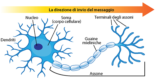 Nerve cell anatomy