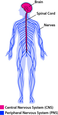 central and peripheral nervous system anatomy