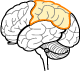 Parietal lobe