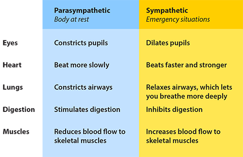 reaction of sympathetic and aparsympethetic system