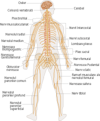 nervous system