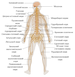 nervous system