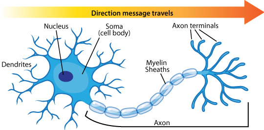 Nerve cell anatomy