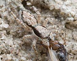 Springspinne mit disruptiver Färbung