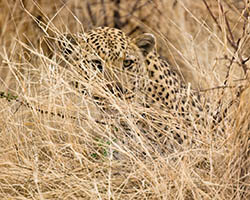 Un leopardo acechando a su presa