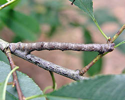 Larva de la polilla moteada demonstrando cripsis