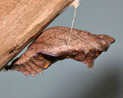 Crisálida de “cola de golondrina”